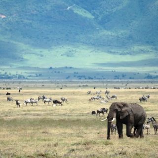 Ngorongoro crater Tanzania wildlife safari tour