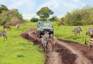 Southern Tanzania Wildlife Safari