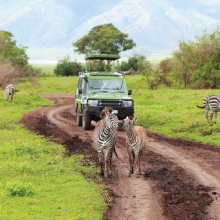 Southern Tanzania Wildlife Safari
