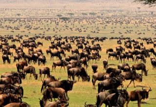 Great wildebeest migration serengeti Tanzania safari