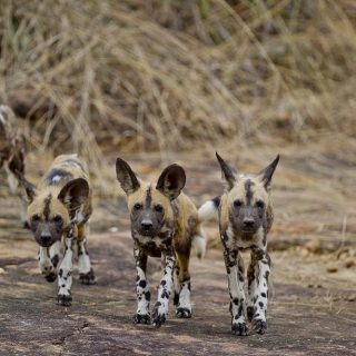 Wild dogs southern Tanzania safari trip