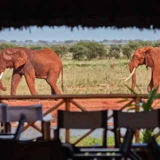 Ngutuni Sanctuary safari