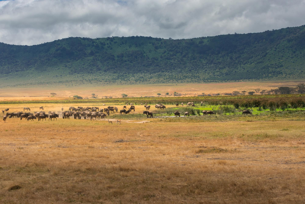 East Africa Safari Trips Ngorongoro Crater Tanzania