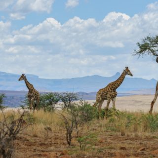 East Africa Safari Trips Tsavo Kenya