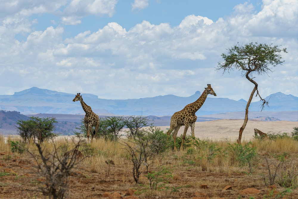 East Africa Safari Trips Tsavo Kenya