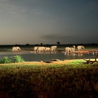 Elephants dusk Ngutuni wildlife sanctuary safari