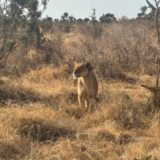 Lion Wildlife safari in Ngutuni