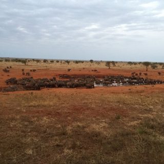 Ngutuni Safari Lodge Buffalo Herd near Waterhole