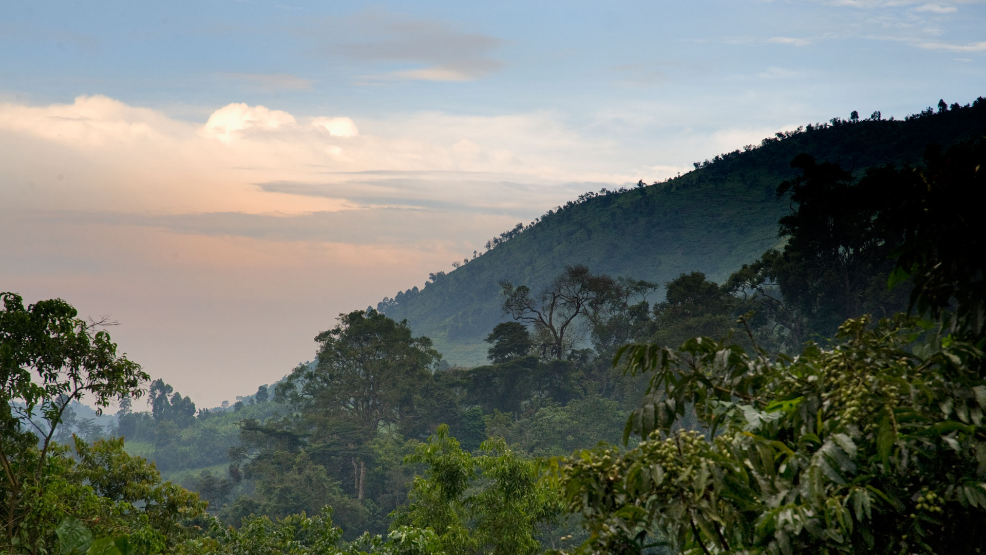 bwindi impenetrable forest national park Uganda