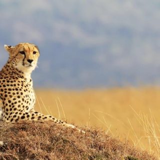 Cheetah Masai Mara Wildlife Safari From Nairobi Kenya