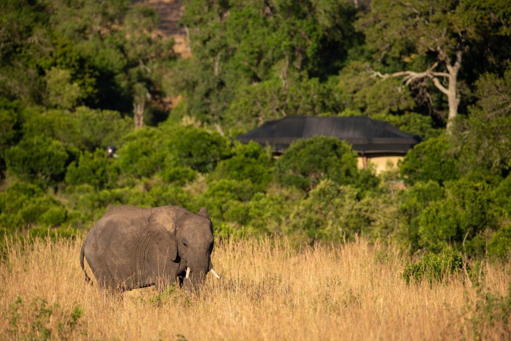 Elephant near Elewana Sand River Camp Mara