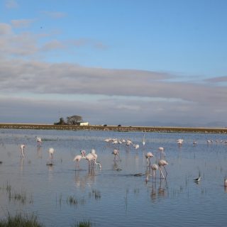 Flamingoes in Amboseli Kenia