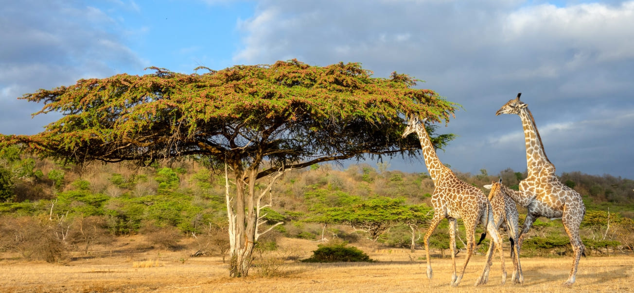 Giraffes Nyerere wildlife park Tanzania