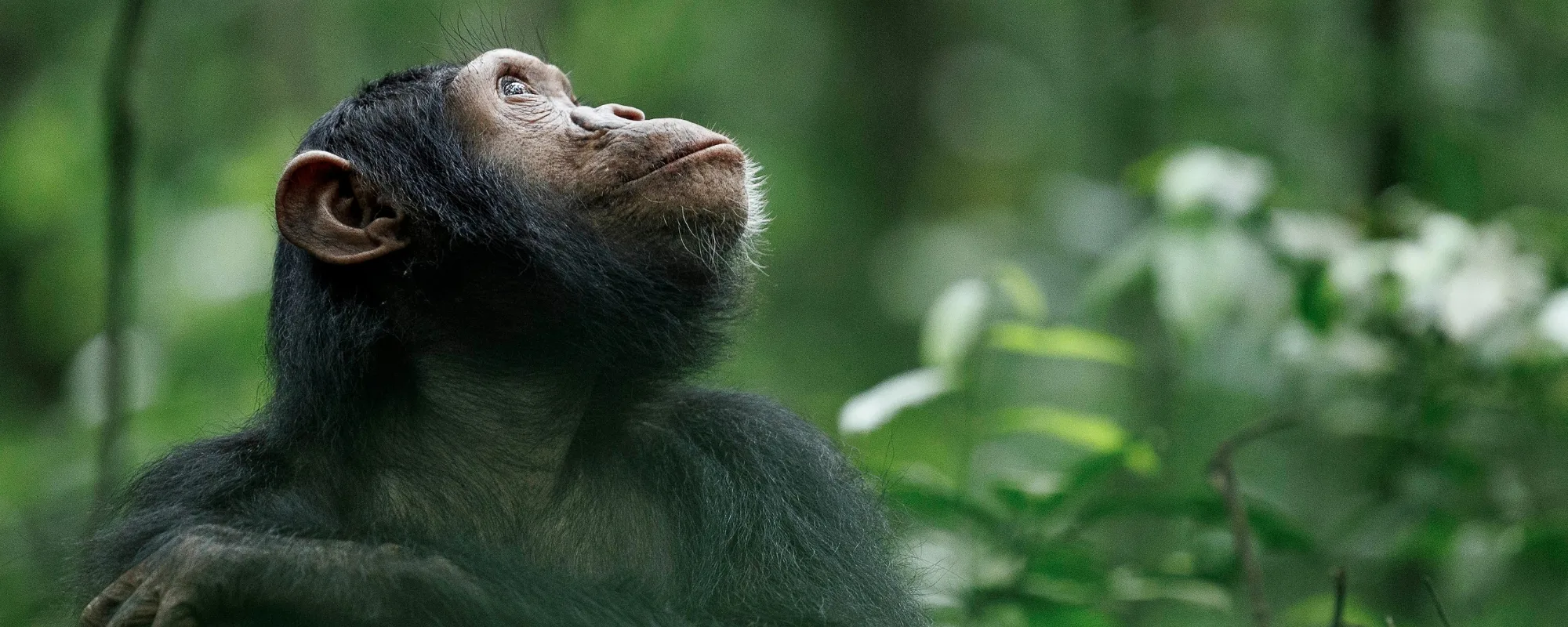 Gorilla trekking safari Uganda
