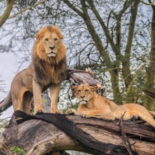 Lake Nakuru Wildlife Safari Lions