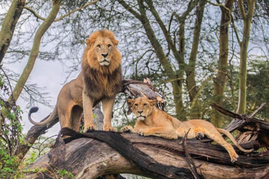Lake Nakuru Wildlife Safari Lions