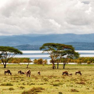 Lake Nakuru Wildlife Safari Trip From Nairobi