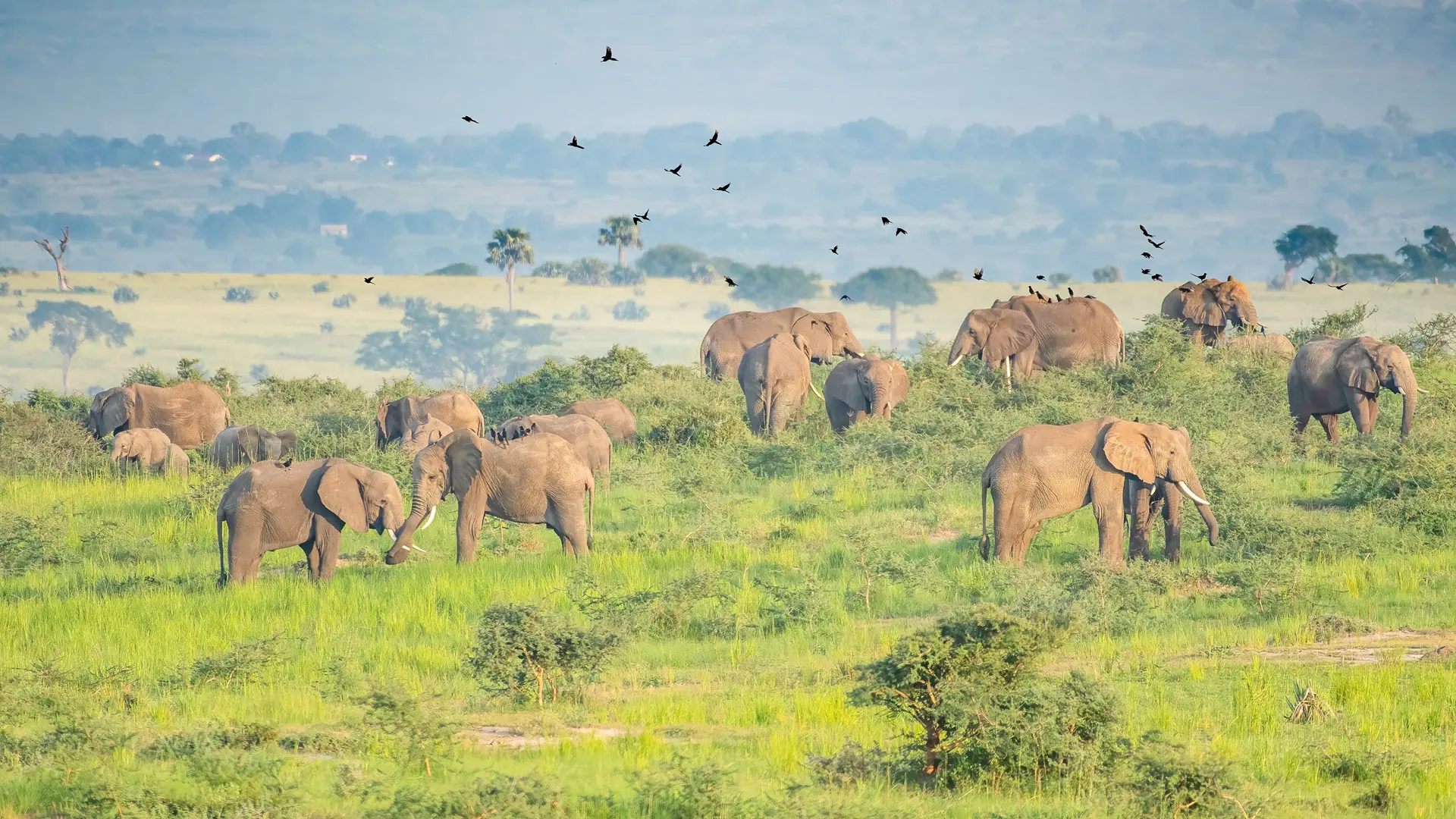 African elephants Murchison falls national park Uganda