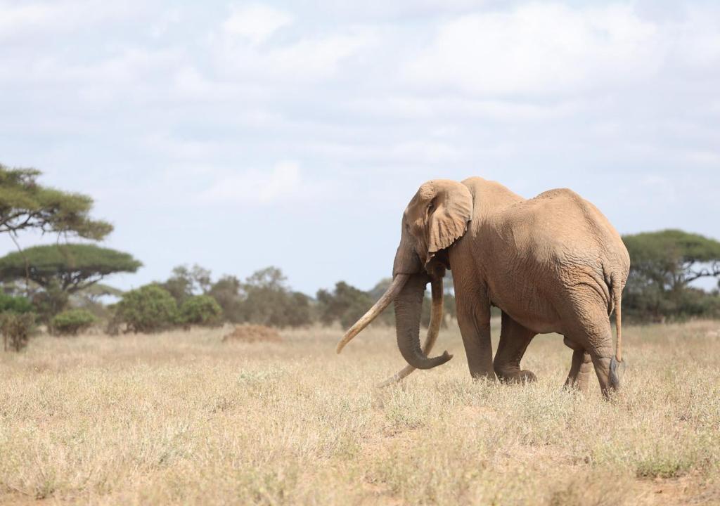 Elephant at Ol Tukai Lodge Amboseli Kenya