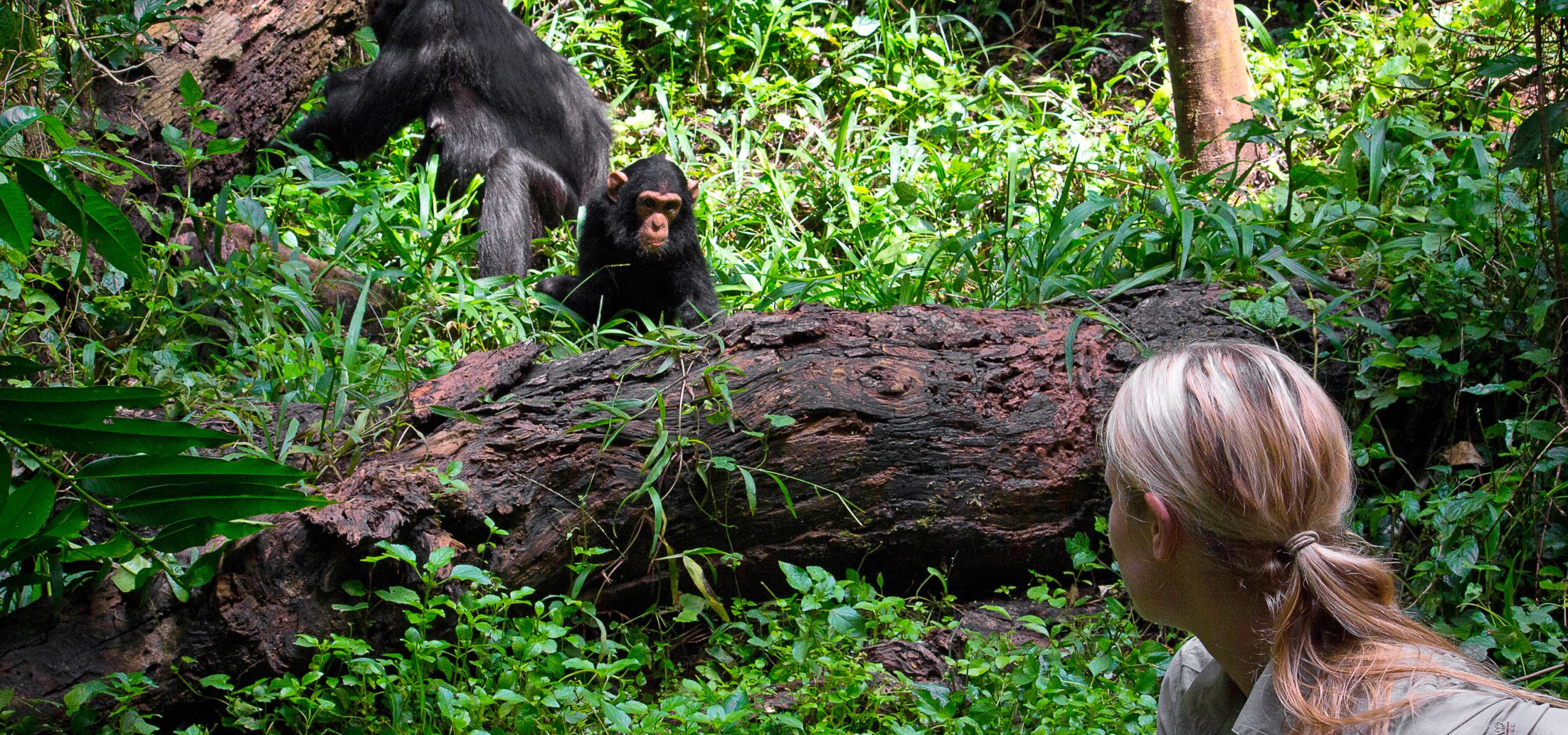primate Uganda gorilla trekking safari holiday