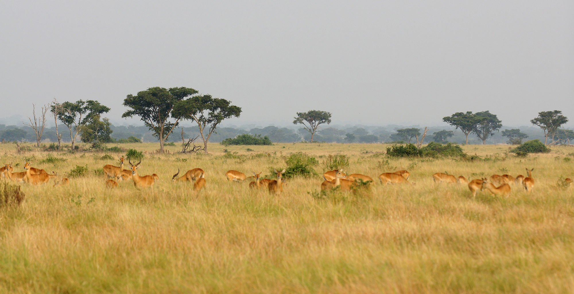 Queen Elizabeth National Park Wildlife Safari
