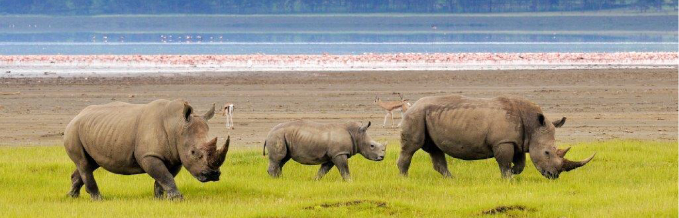 Rhinos Lake Nakuru Luxury Safari Trip From Nairobi
