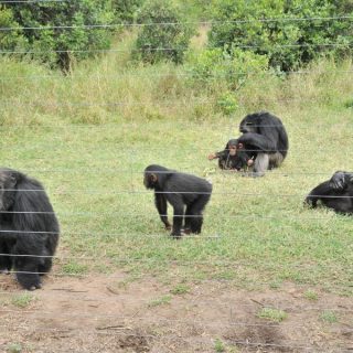 Sweetwaters Serena Camp Ol Pejeta Chimps