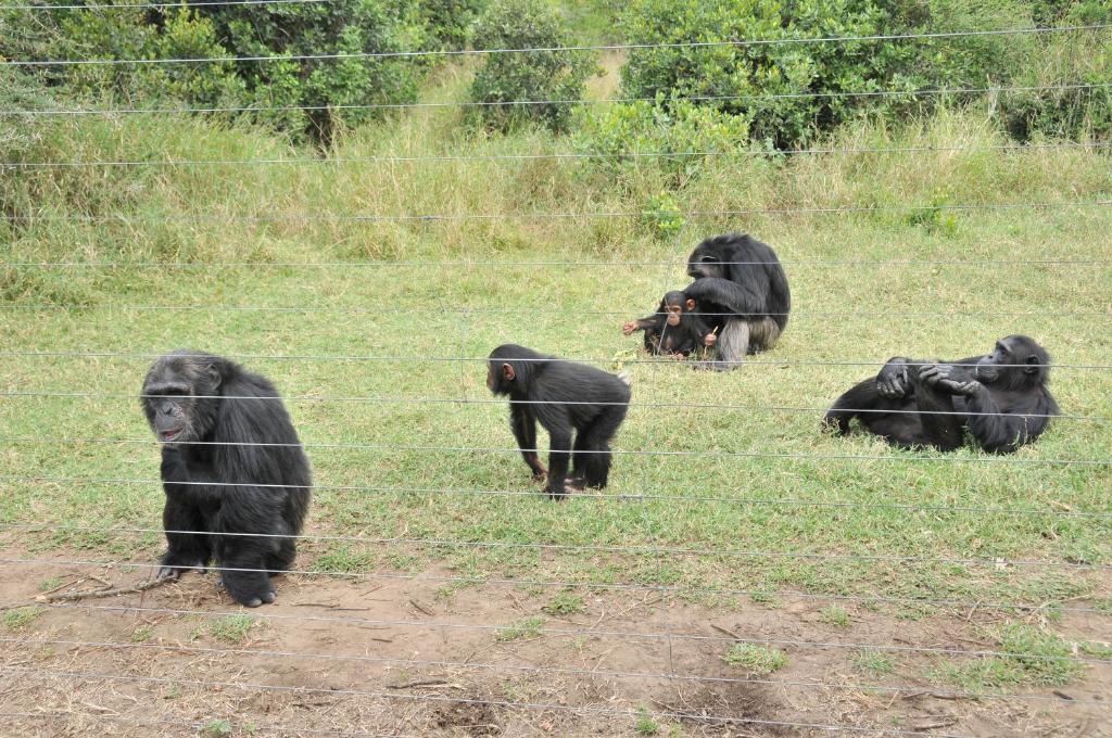 Sweetwaters Serena Camp Ol Pejeta Chimps