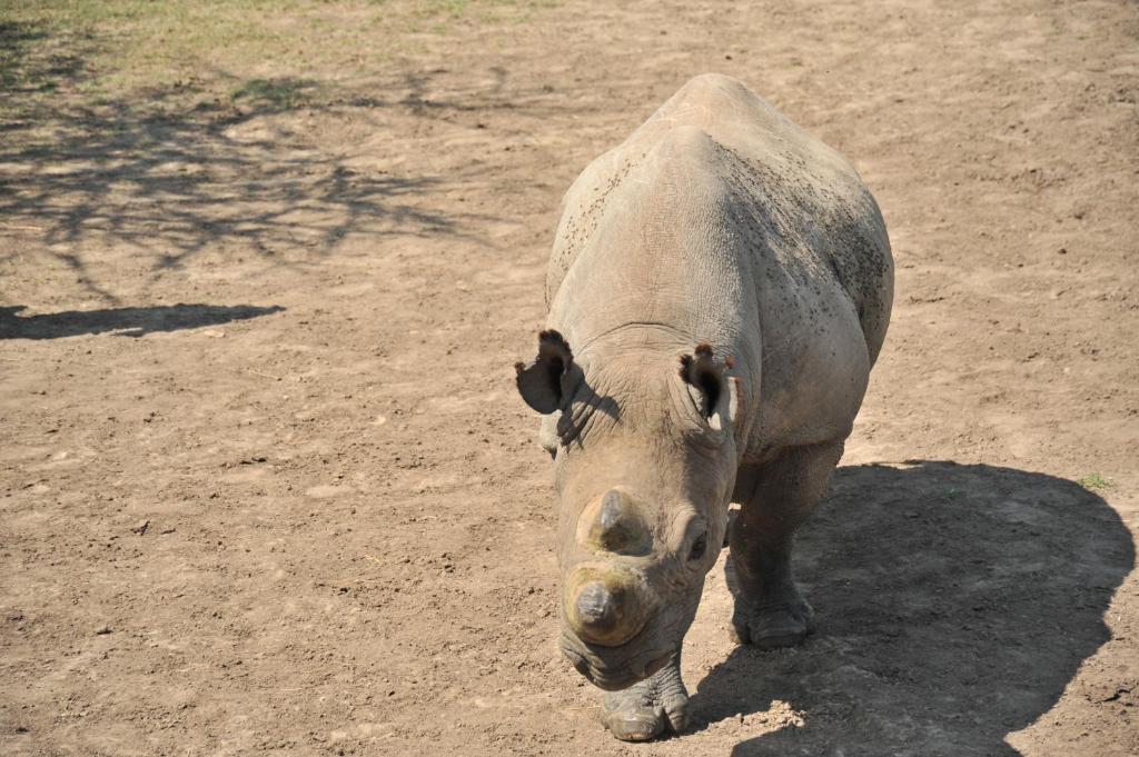 Sweetwaters Serena Camp Ol Pejeta Rhino