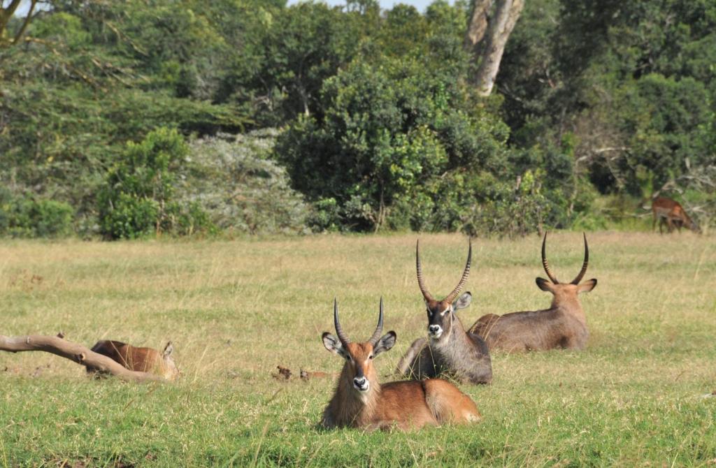 Sweetwaters Serena Camp Ol Pejeta Wildlife