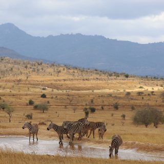 Taita Hills Wildlife Sanctuary Safari From Diani Beach Mombasa