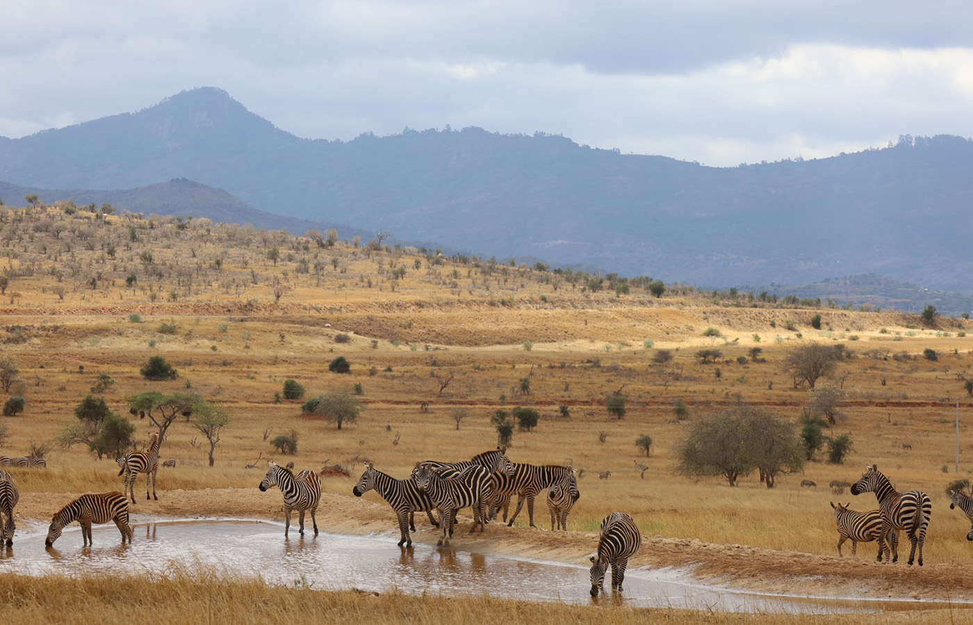Taita Hills Wildlife Sanctuary Safari From Diani Beach Mombasa