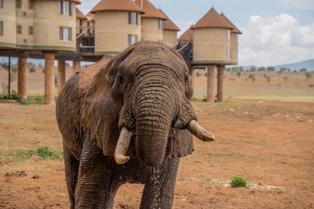 elephant salt lick safari lodge taita hills