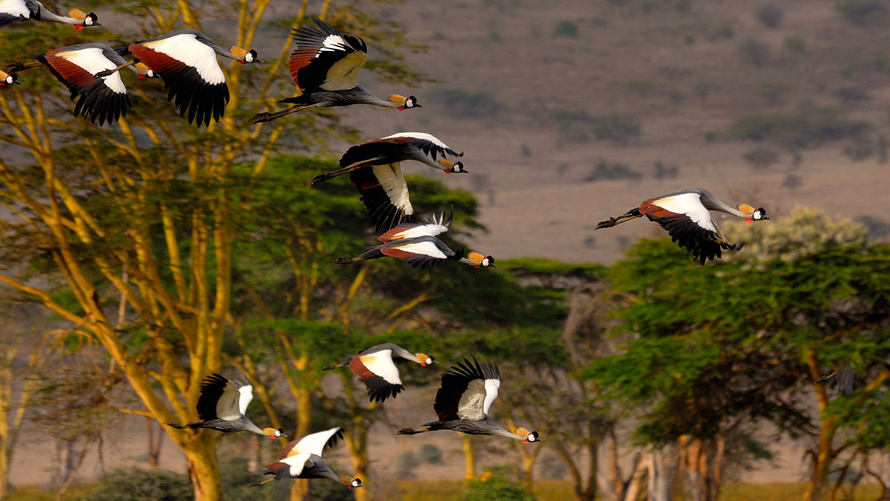Elewana Lewa Safari Camp Cranes