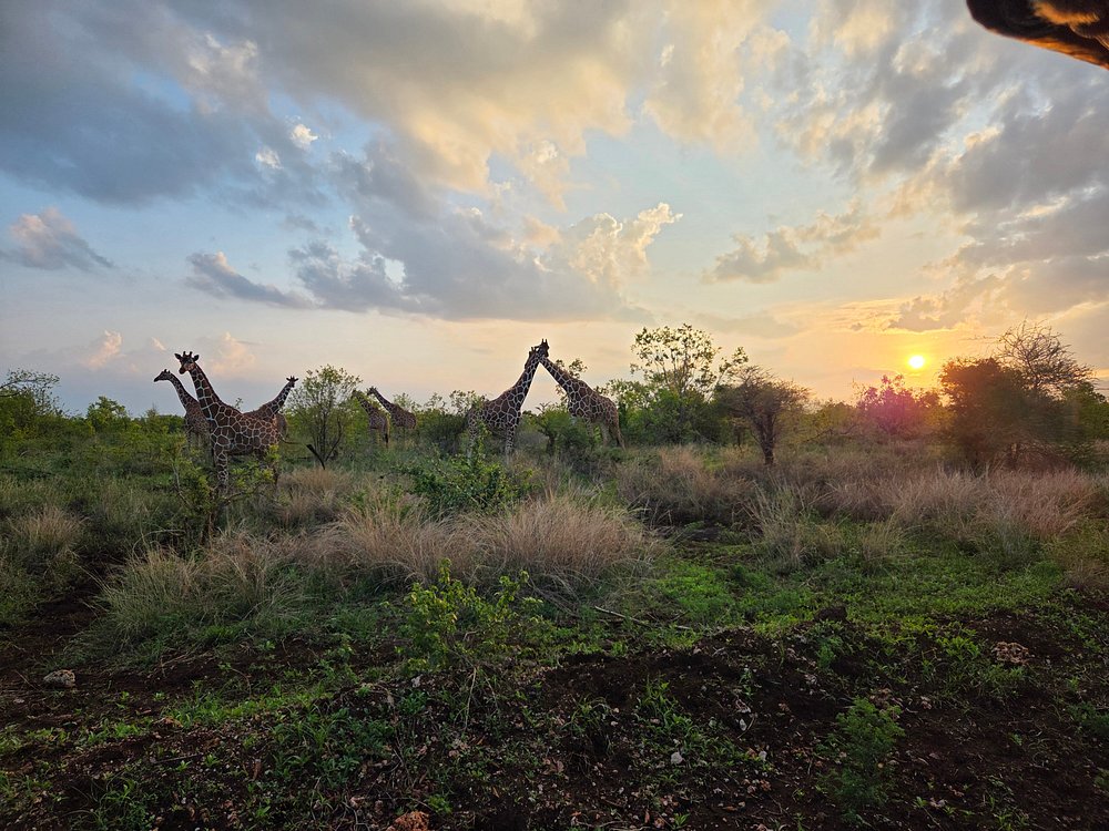 Giraffes Rhino River Camp Meru Kenya
