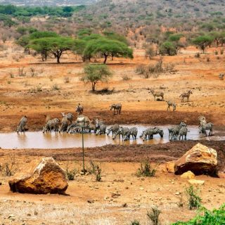 Water hole Kilaguni Serena Safari Lodge Tsavo West