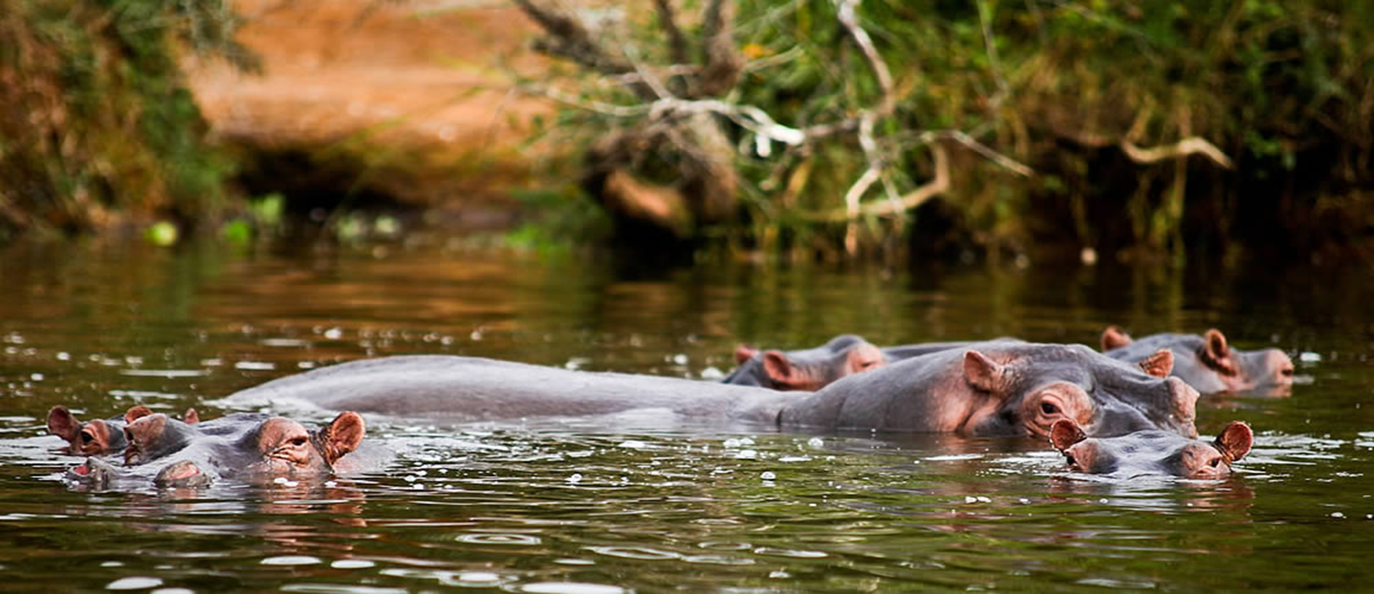 Hippos Lake Mburo National Park Uganda