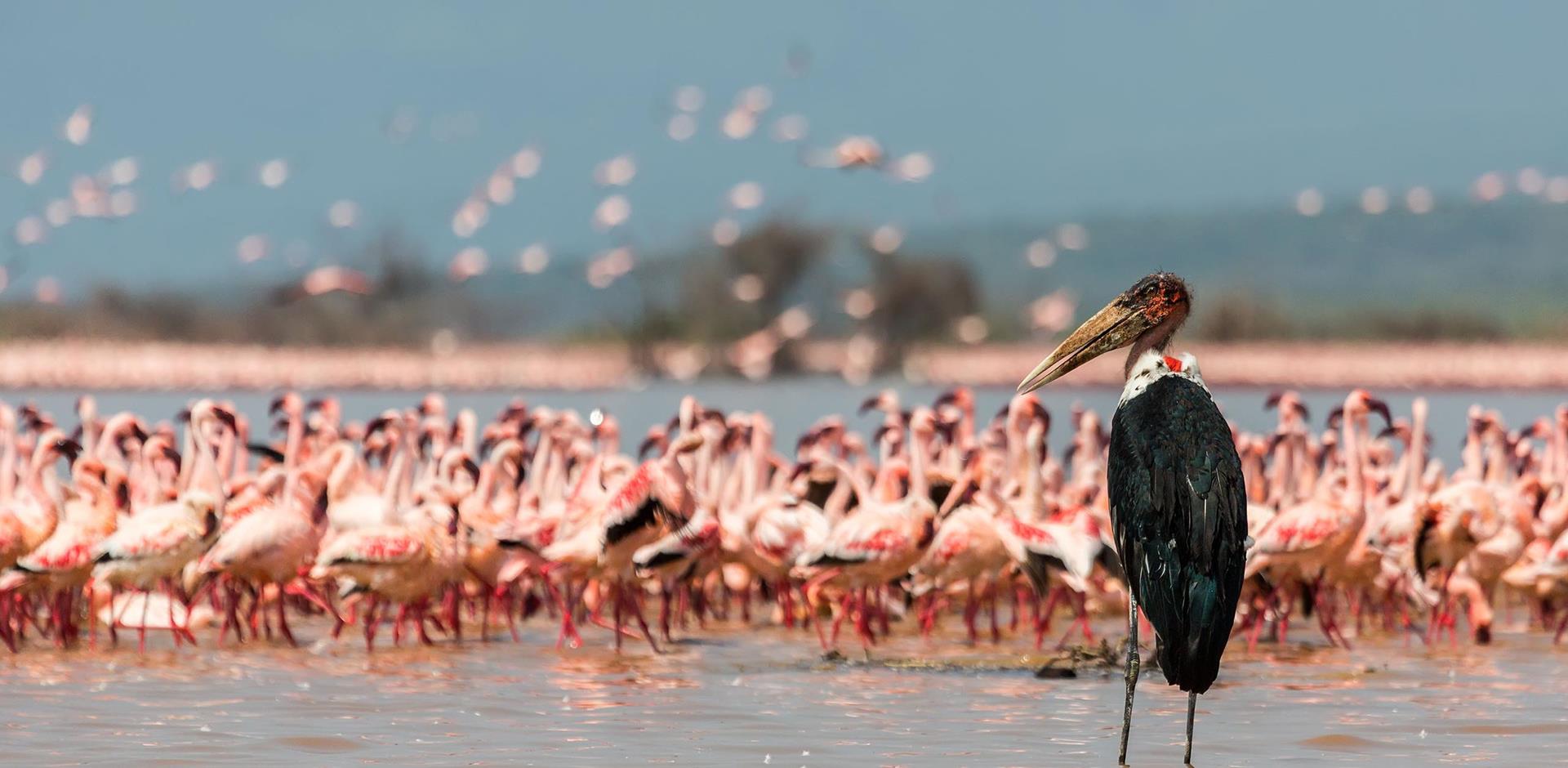Lake Naivasha Safari Trip in Kenya