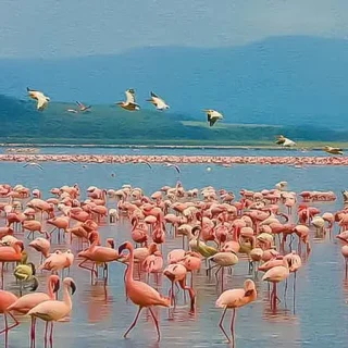 Flamingo Safari Lake Nakuru Kenya