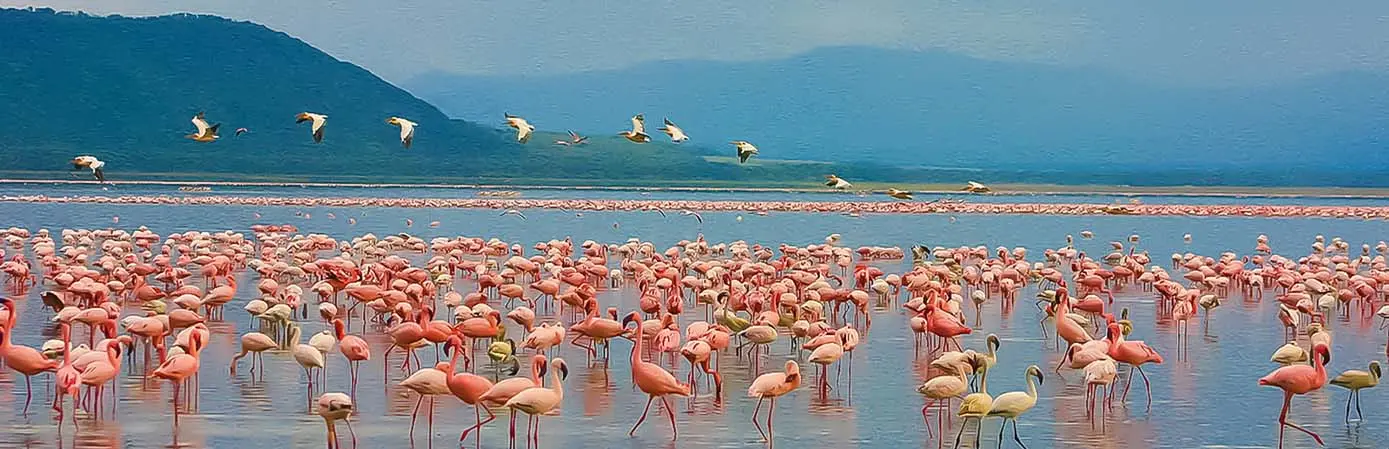 Flamingo Safari Lake Nakuru Kenya