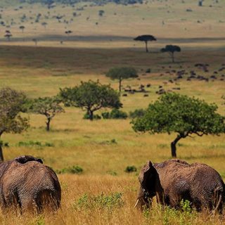 Masai Mara Kenya Elephant Wildlife Safari