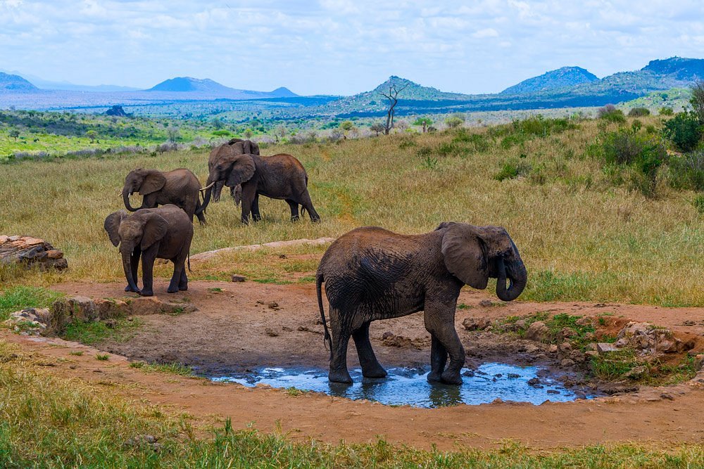 Elephants at Ngulia safari lodge Tsavo west Kenya