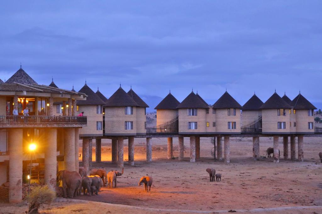salt lick safari lodge dusk