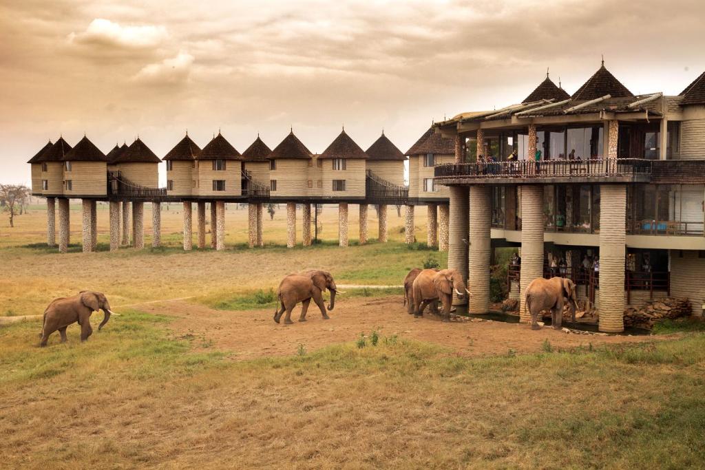 salt lick safari lodge Taita hills Kenya