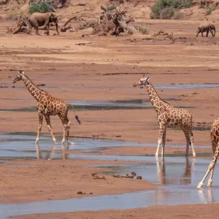 Samburu Special Five Safari From Nairobi Kenya