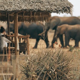 Elephant herd Satao camp