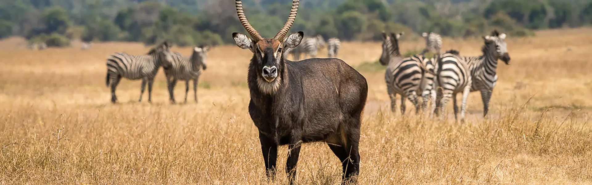 Wildlife in Akagera National Park Rwanda