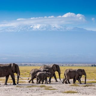 Amboseli-Tsavo-Kenya-Wildlife-Safari-Tour-From-Mombasa