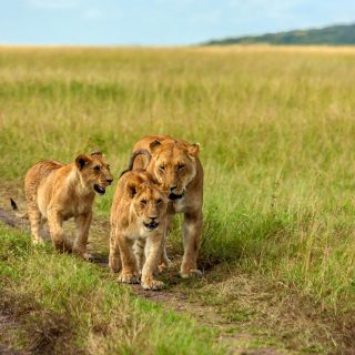 Lions Wildlife Safari in Masai Mara Kenya