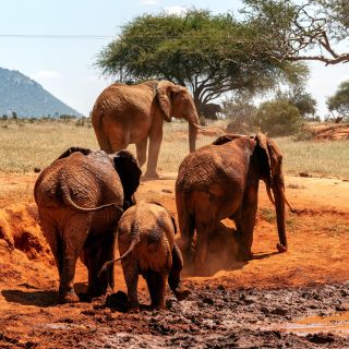 Tsavo Red Elephants Safari in Kenya